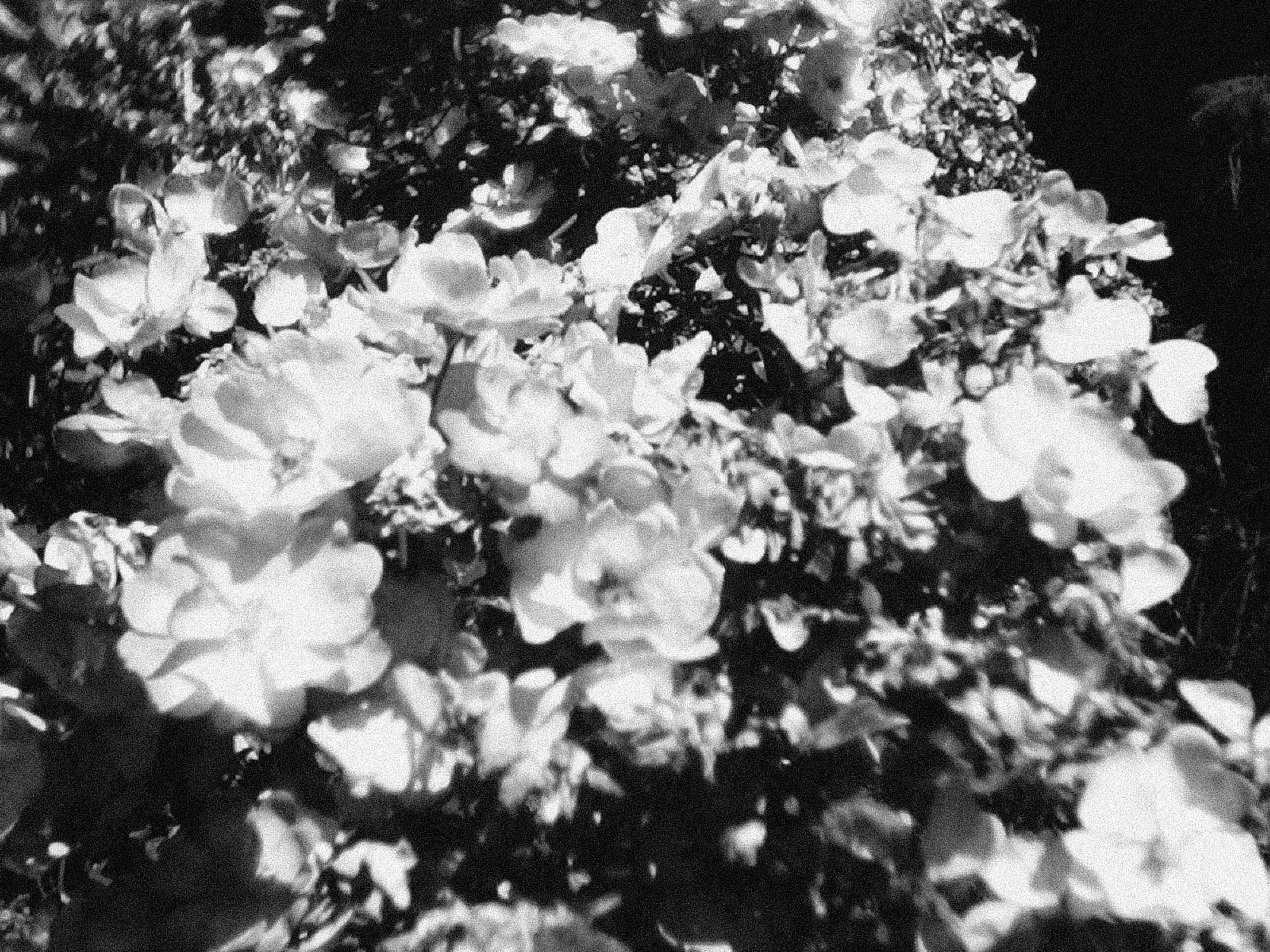 A black and white image of a cluster of flowers in full bloom.